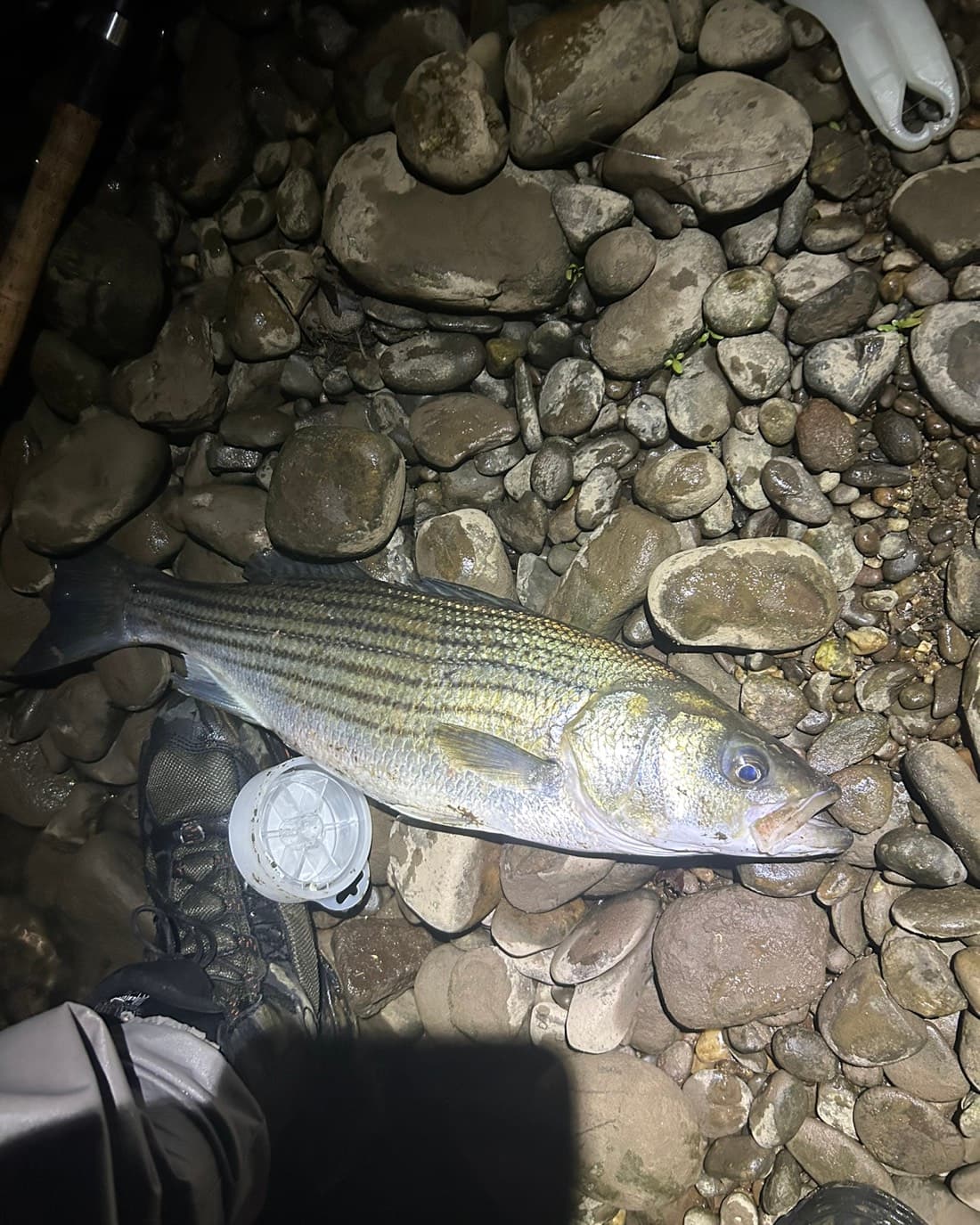 Striped Bass catch, 18.5 inches