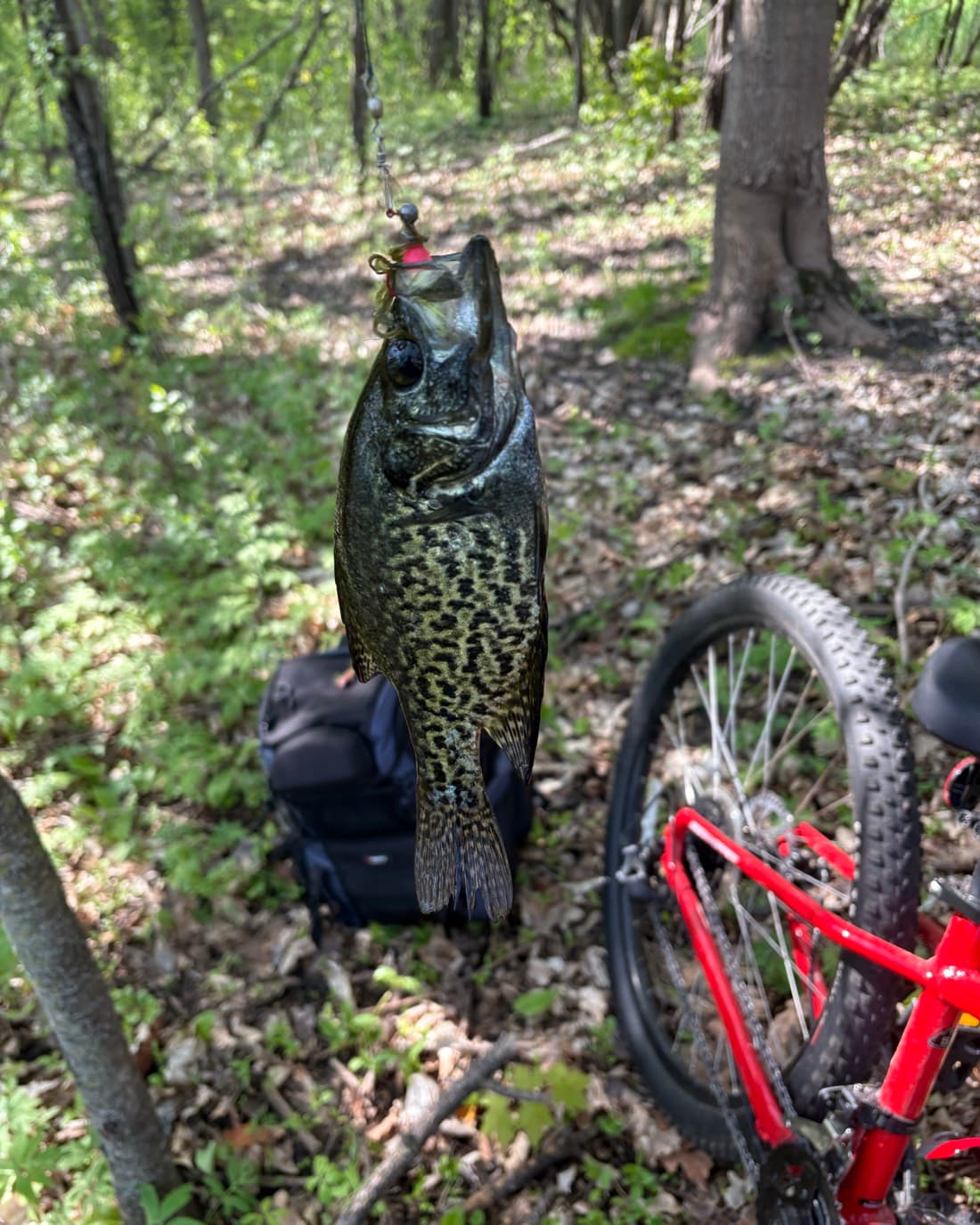Black Crappie catch, 10 inches