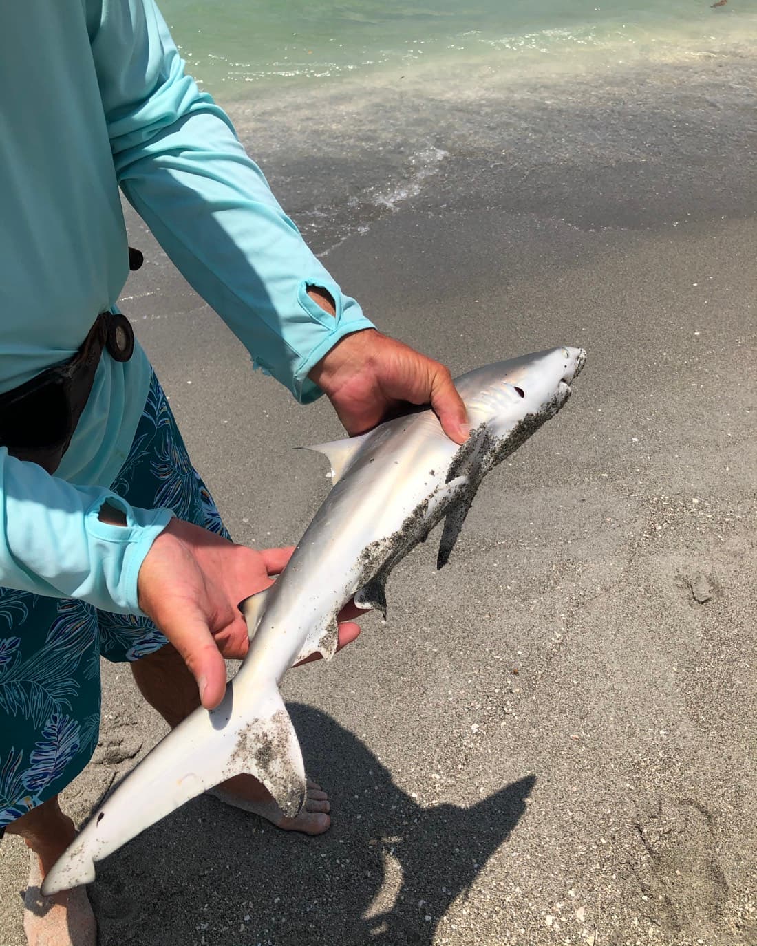 Smooth Dogfish catch, 16.5 inches