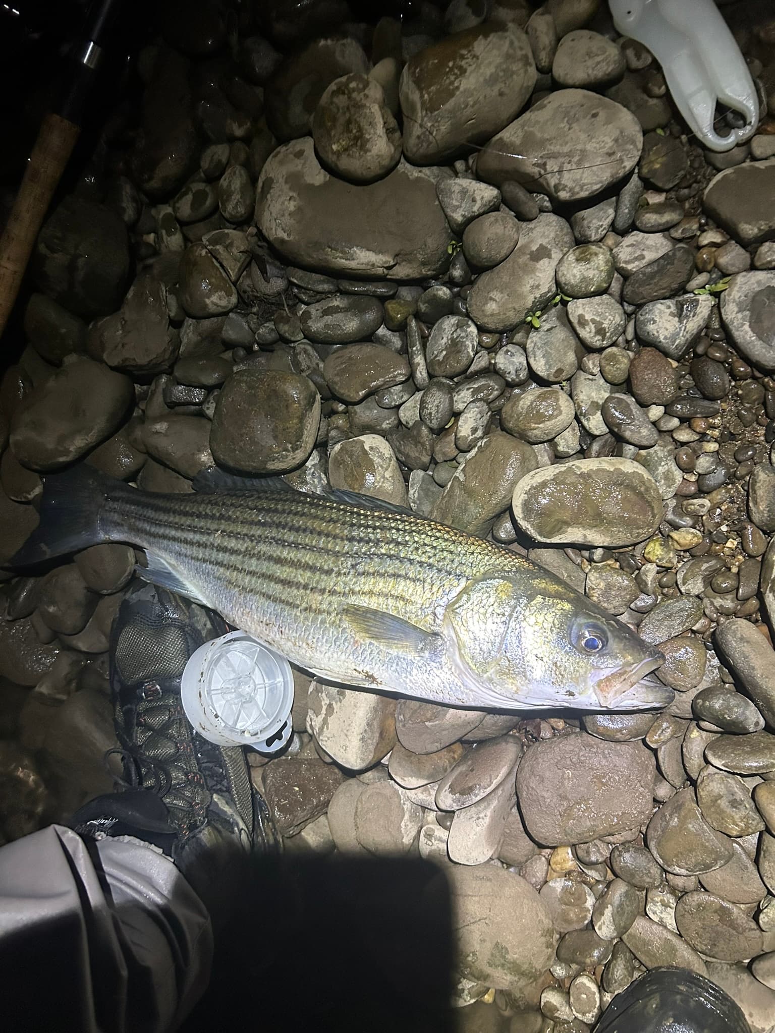 Striped Bass catch, 18.5 inches