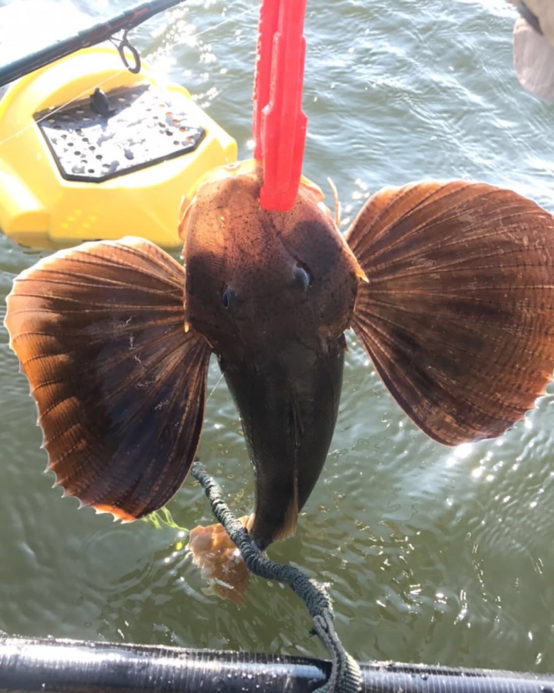 Sea Robin catch, 12.5 inches