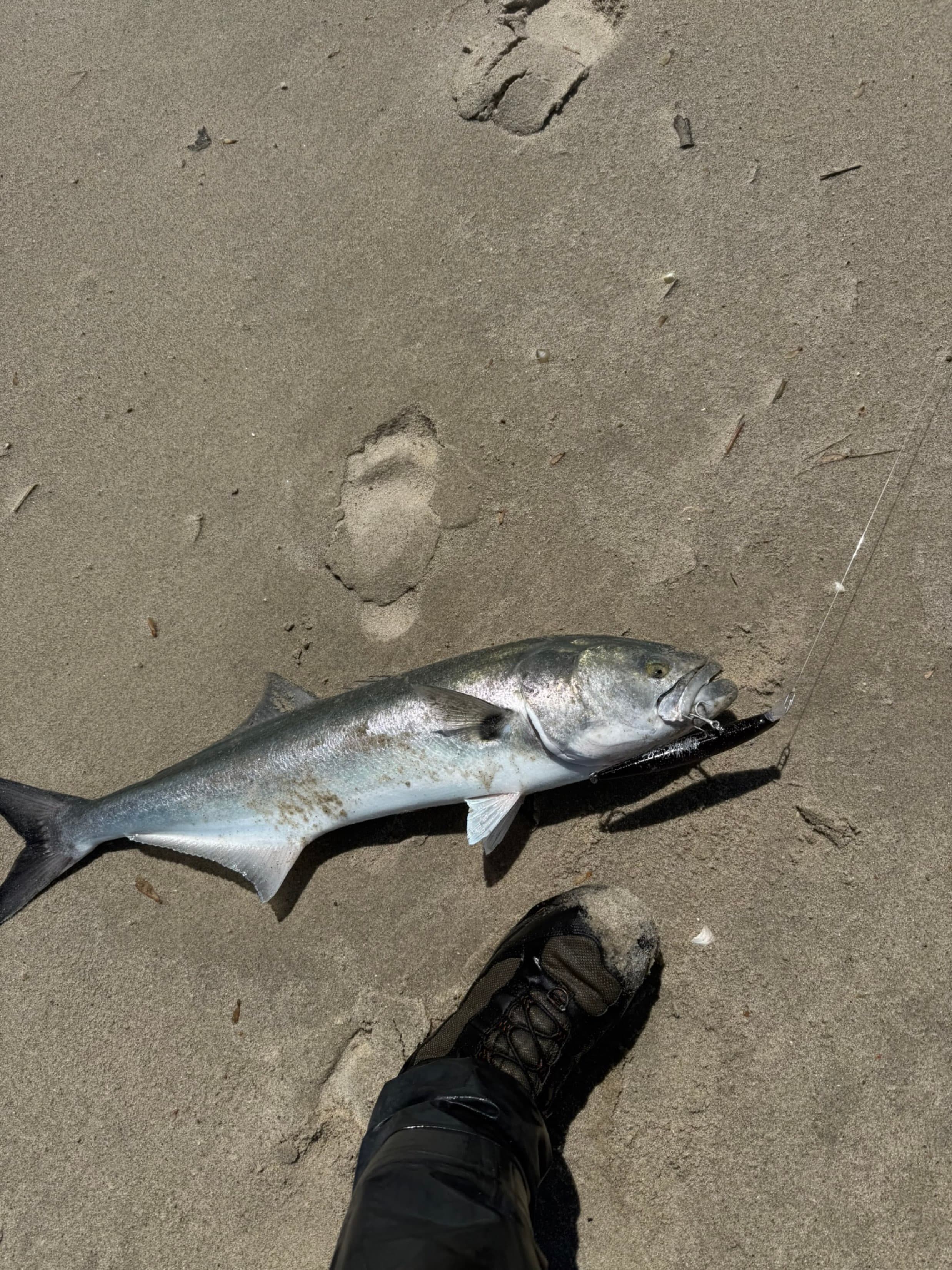 Bluefish catch, 18 inches