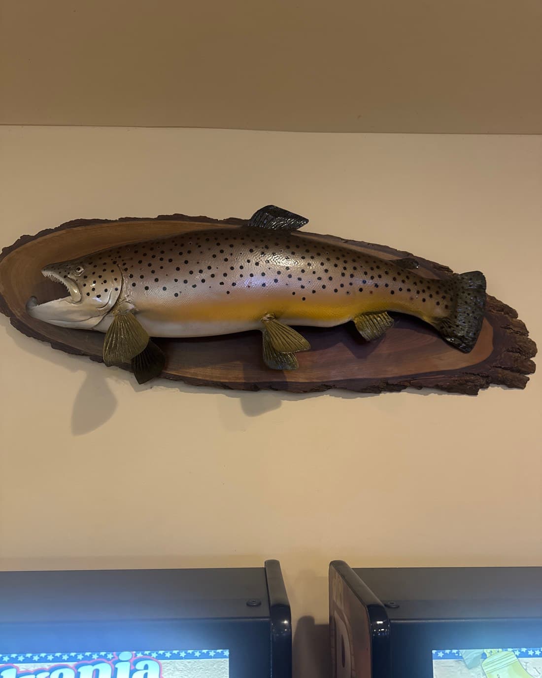 Brown Trout catch, 30.3 inches