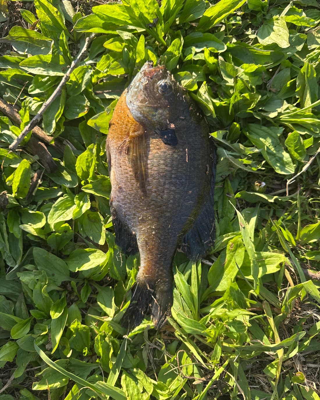 Bluegill catch, 9 inches