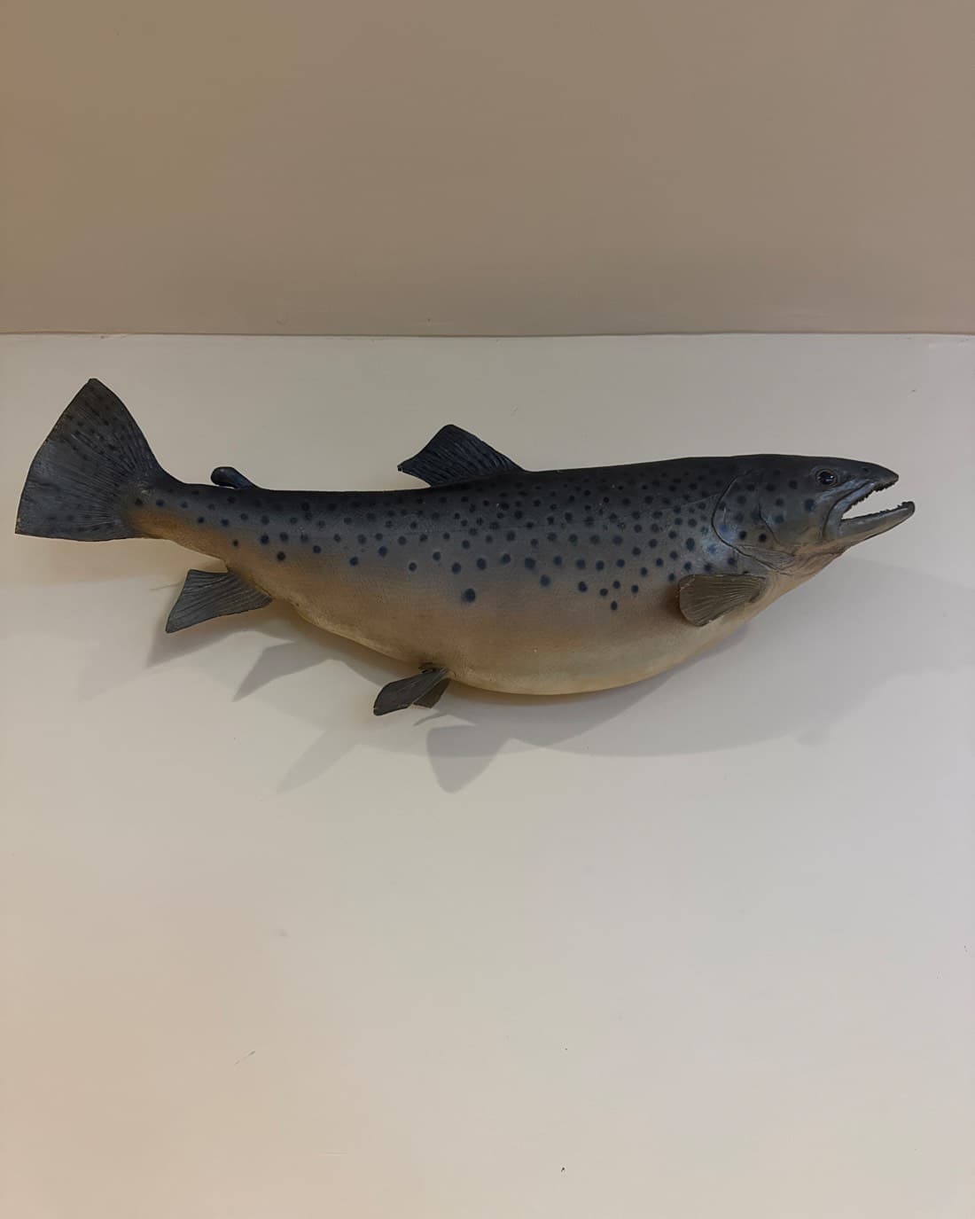 Brown Trout catch, 31.8 inches