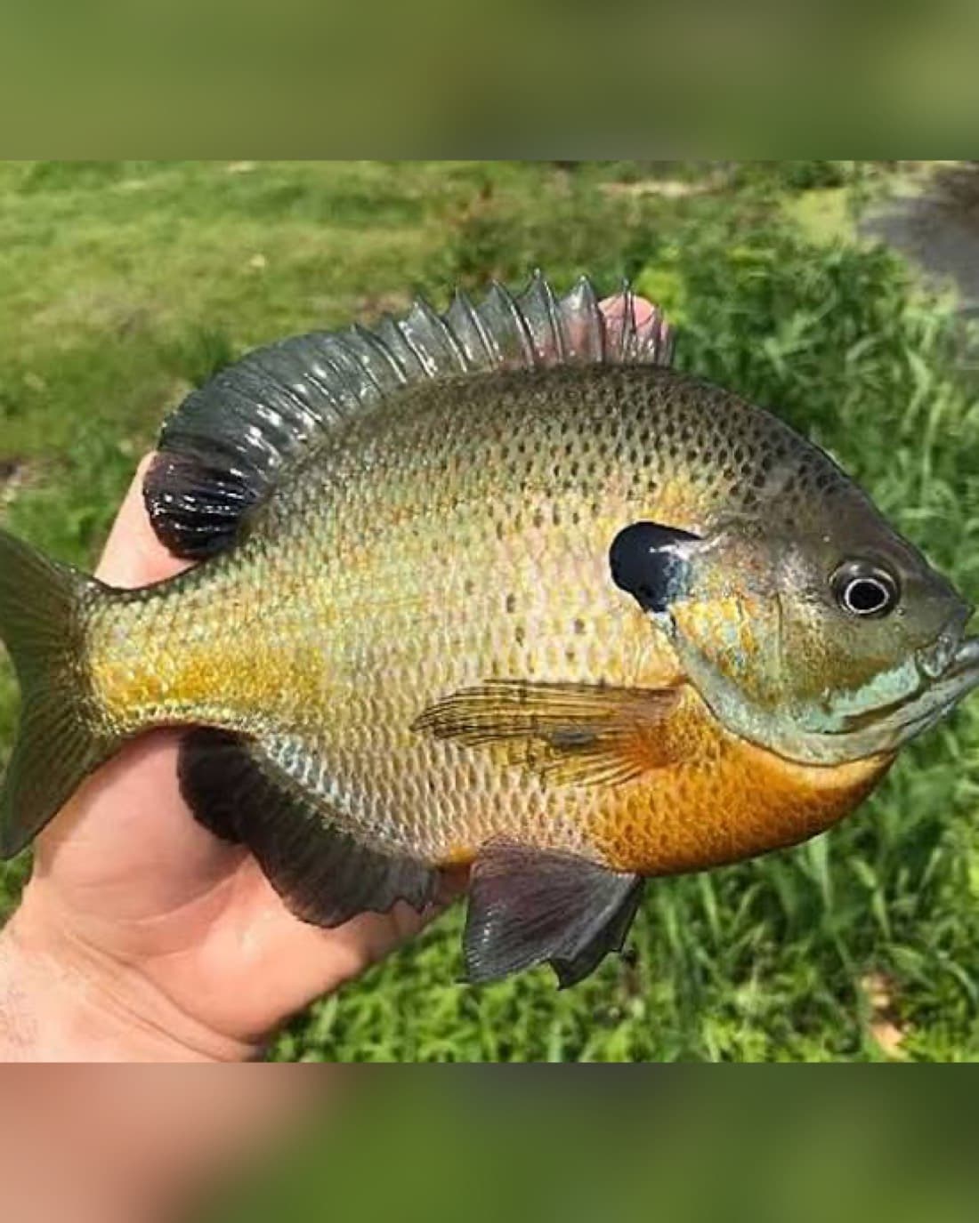 Bluegill catch, 8 inches