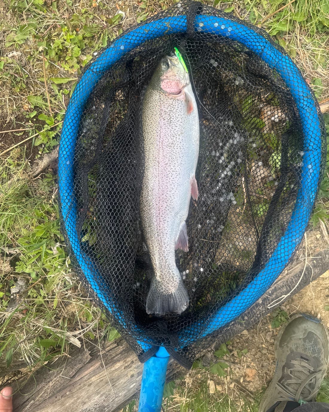 Rainbow Trout catch, 16.4 inches