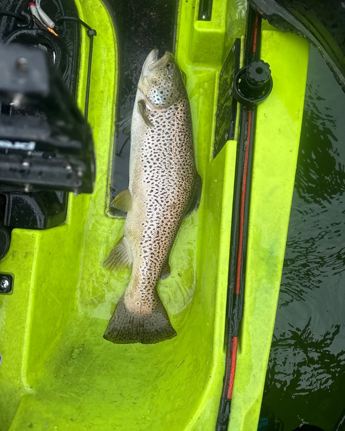 Brown Trout catch, 20.3 inches