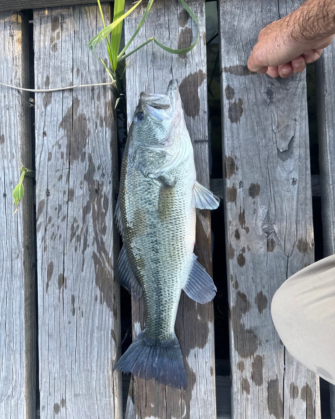 Largemouth Bass catch, 20.3 inches