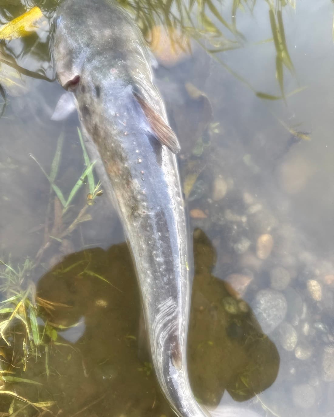 Channel Catfish catch, 18.6 inches