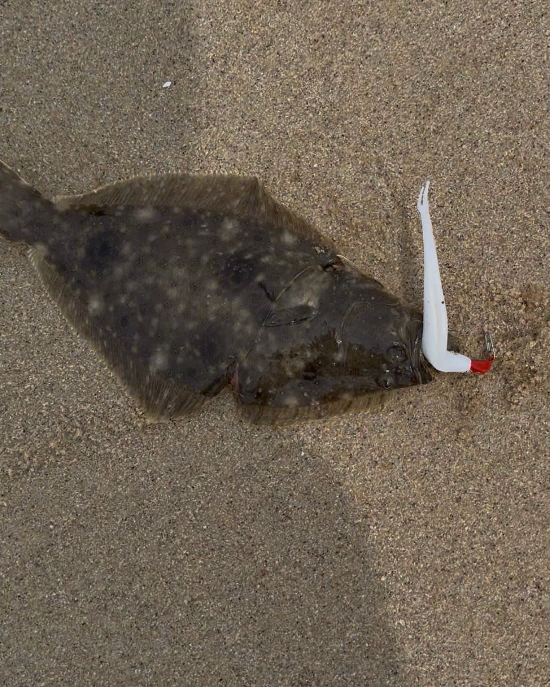 Summer Flounder catch, 13 inches