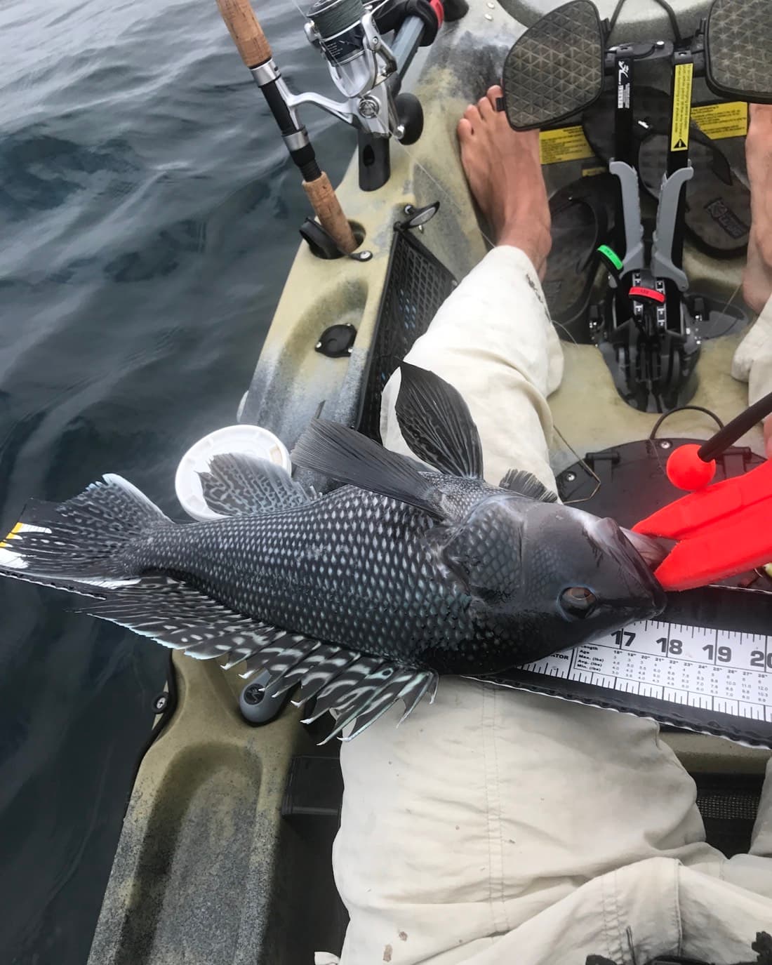 Black Sea Bass catch, 18 inches