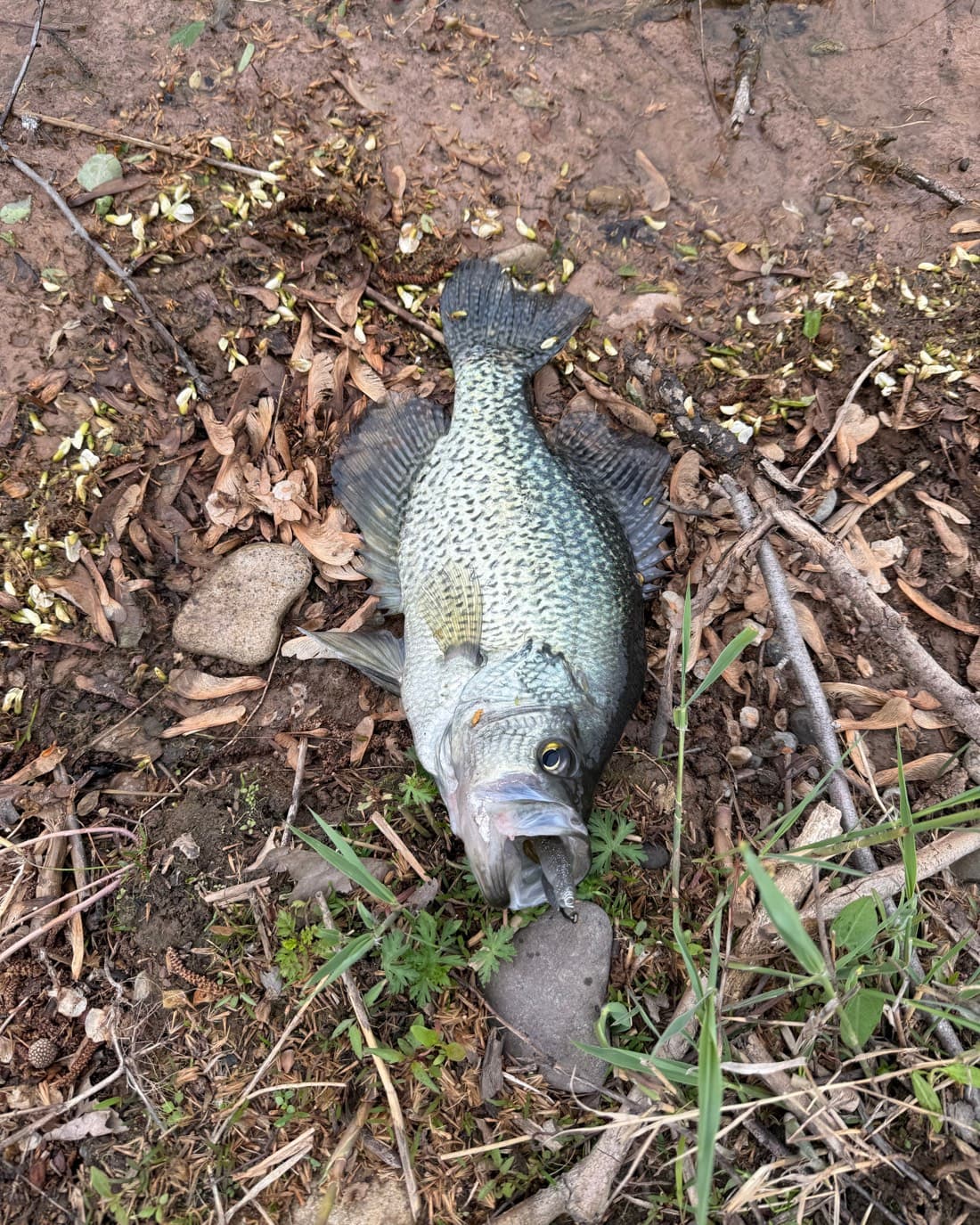 Black Crappie catch