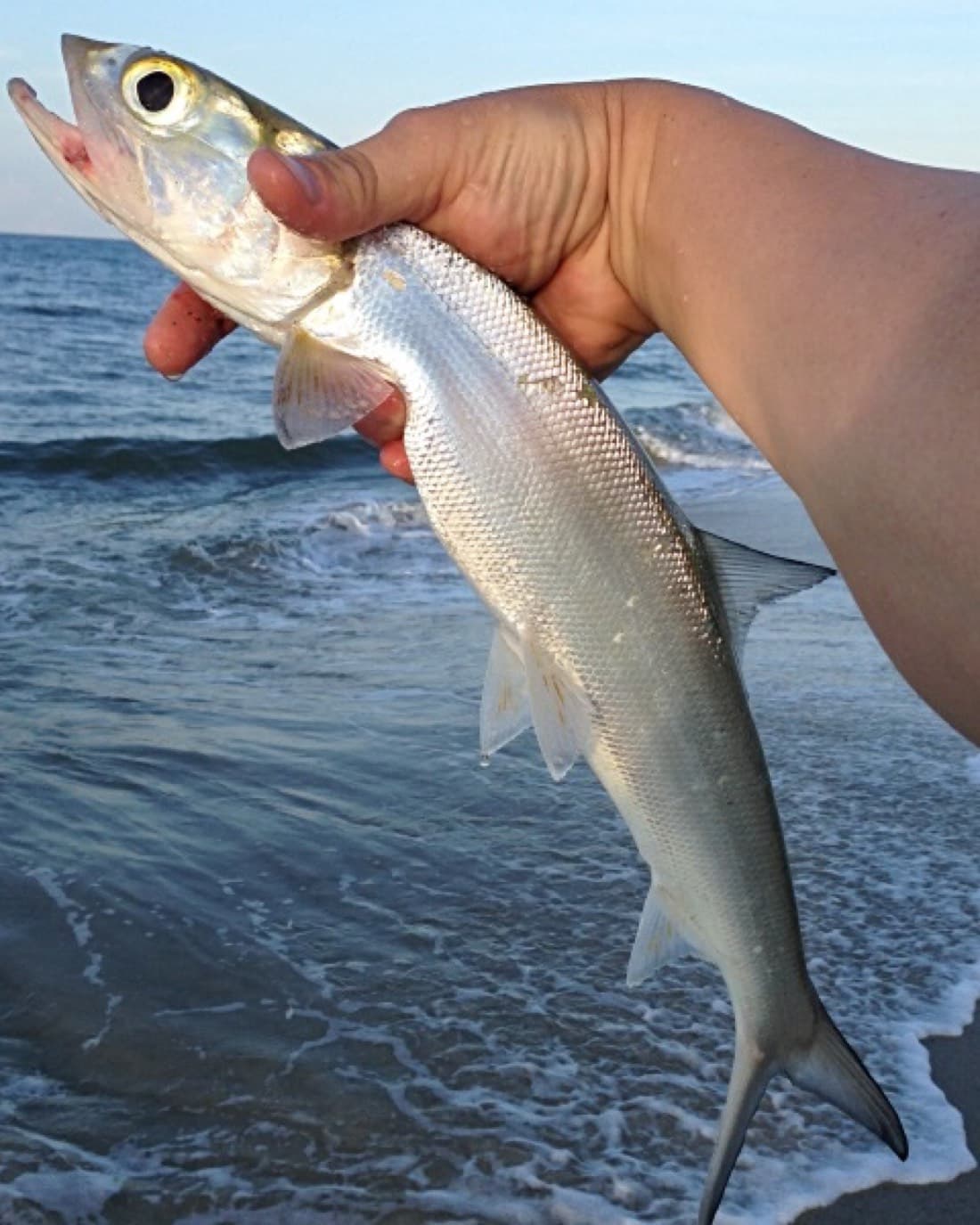 Ladyfish catch, 12.5 inches