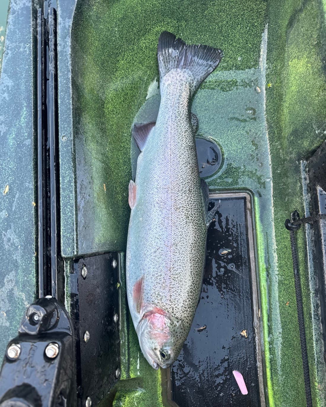 Rainbow Trout catch, 17.1 inches