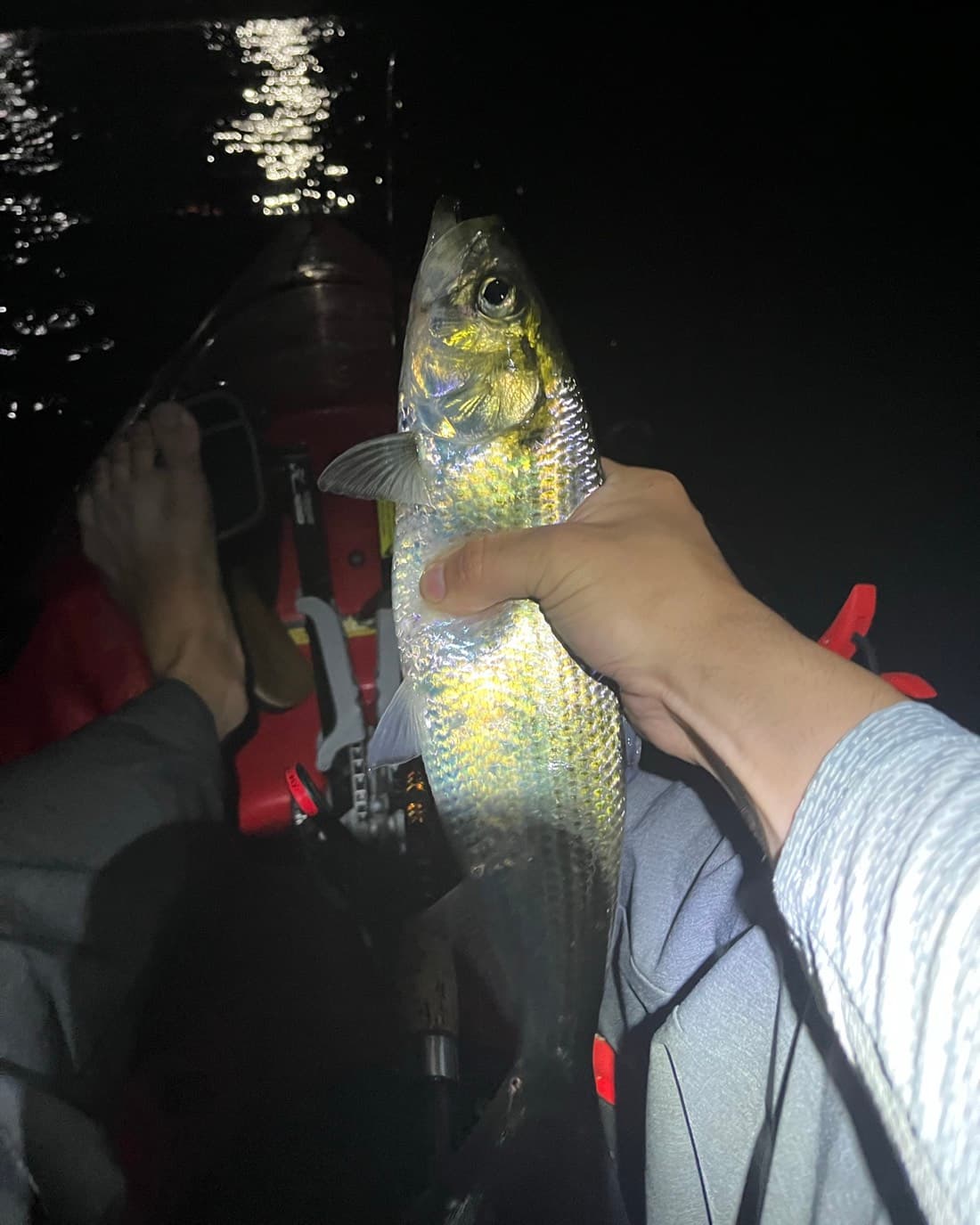 Hickory Shad catch, 12.5 inches