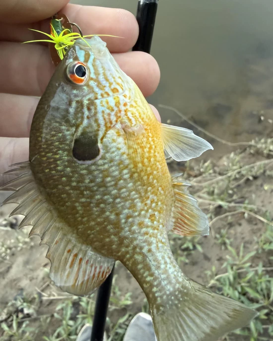 Longear Sunfish catch, 3.2 inches