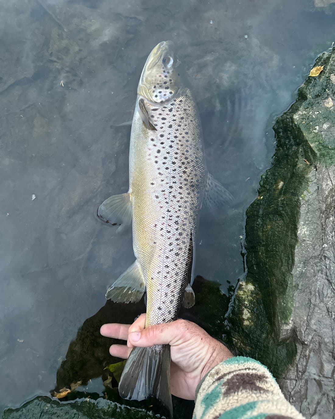 Brown Trout catch, 21.3 inches
