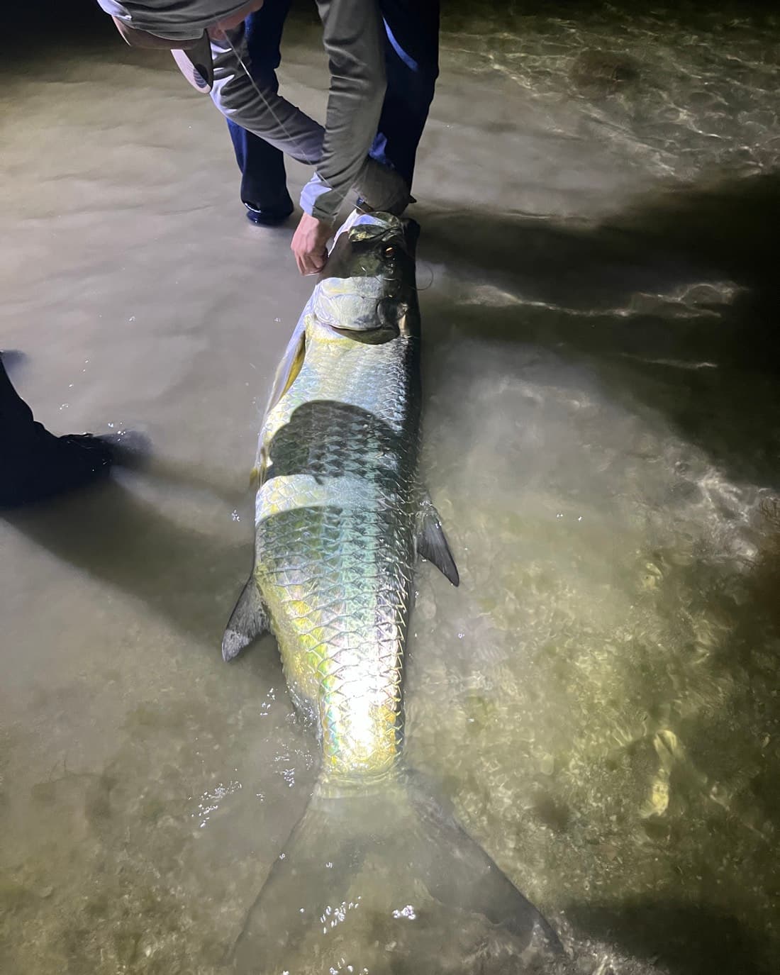 Tarpon catch, 68 inches
