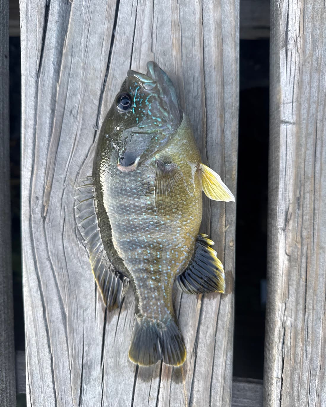 Green Sunfish catch, 7.8 inches