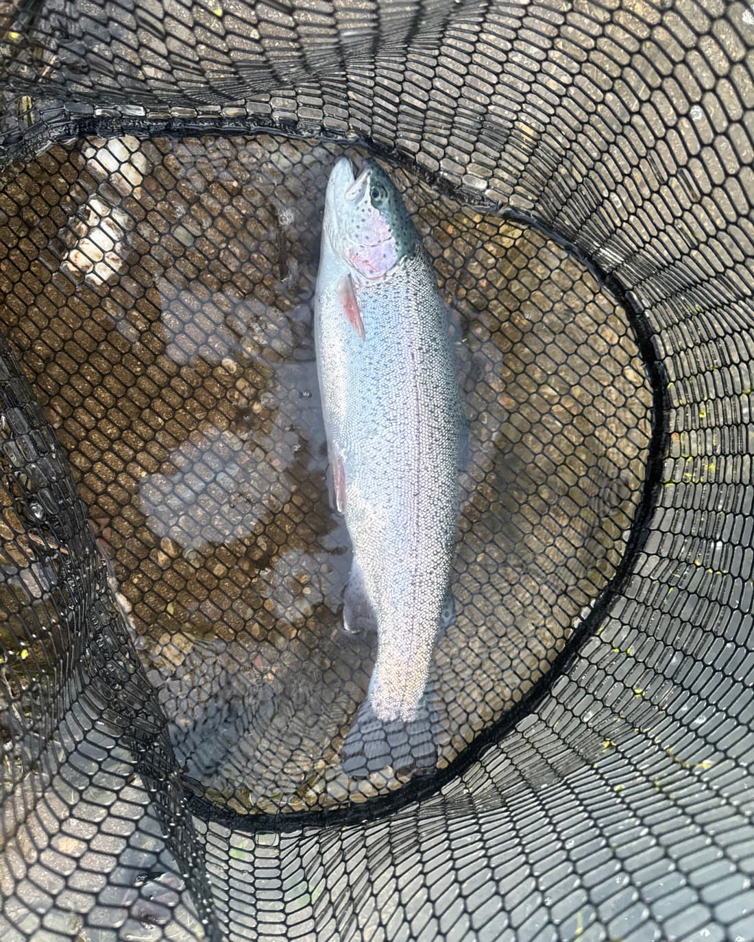Rainbow Trout catch, 15.6 inches