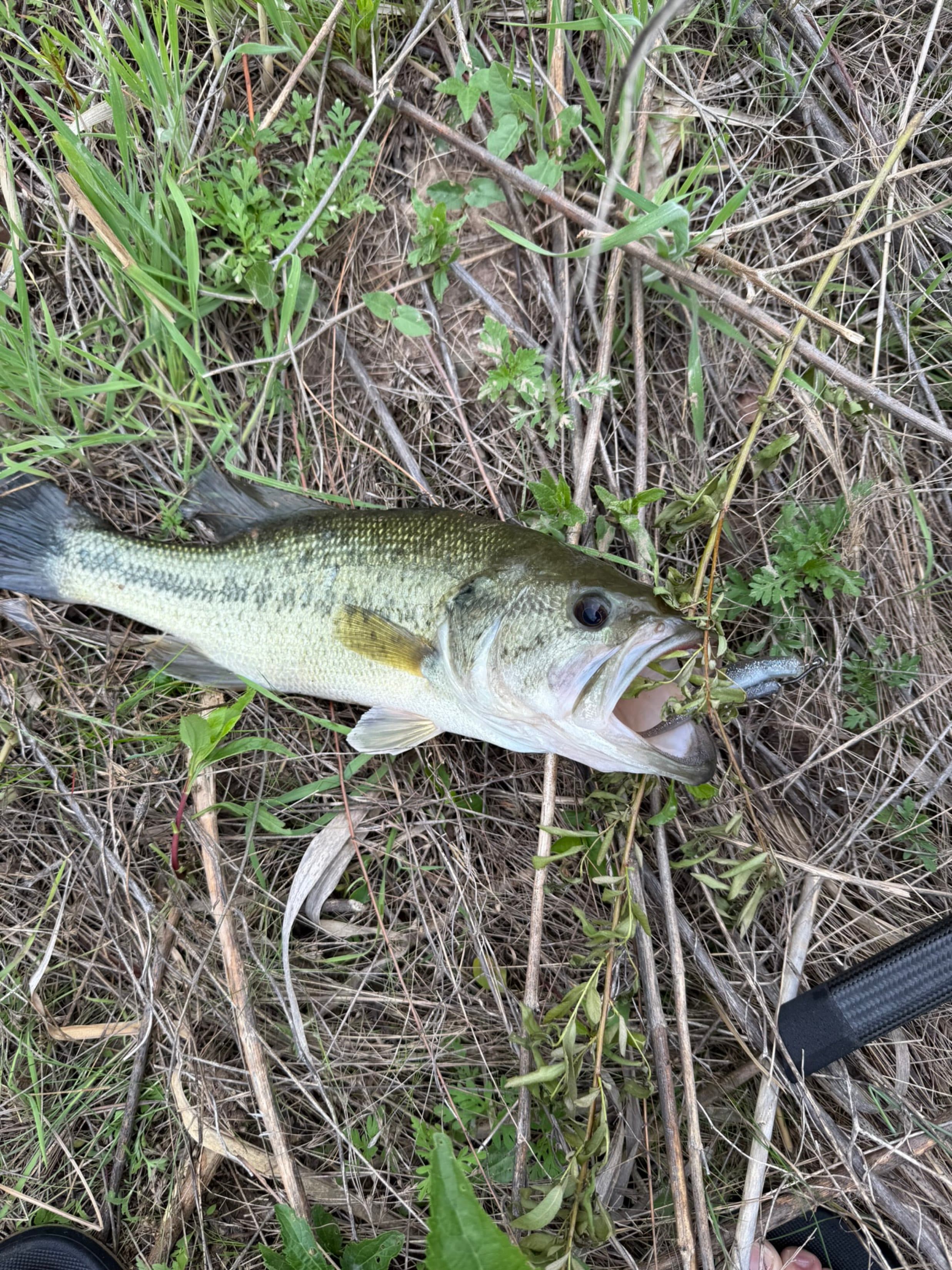 Largemouth Bass catch, 13.5 inches