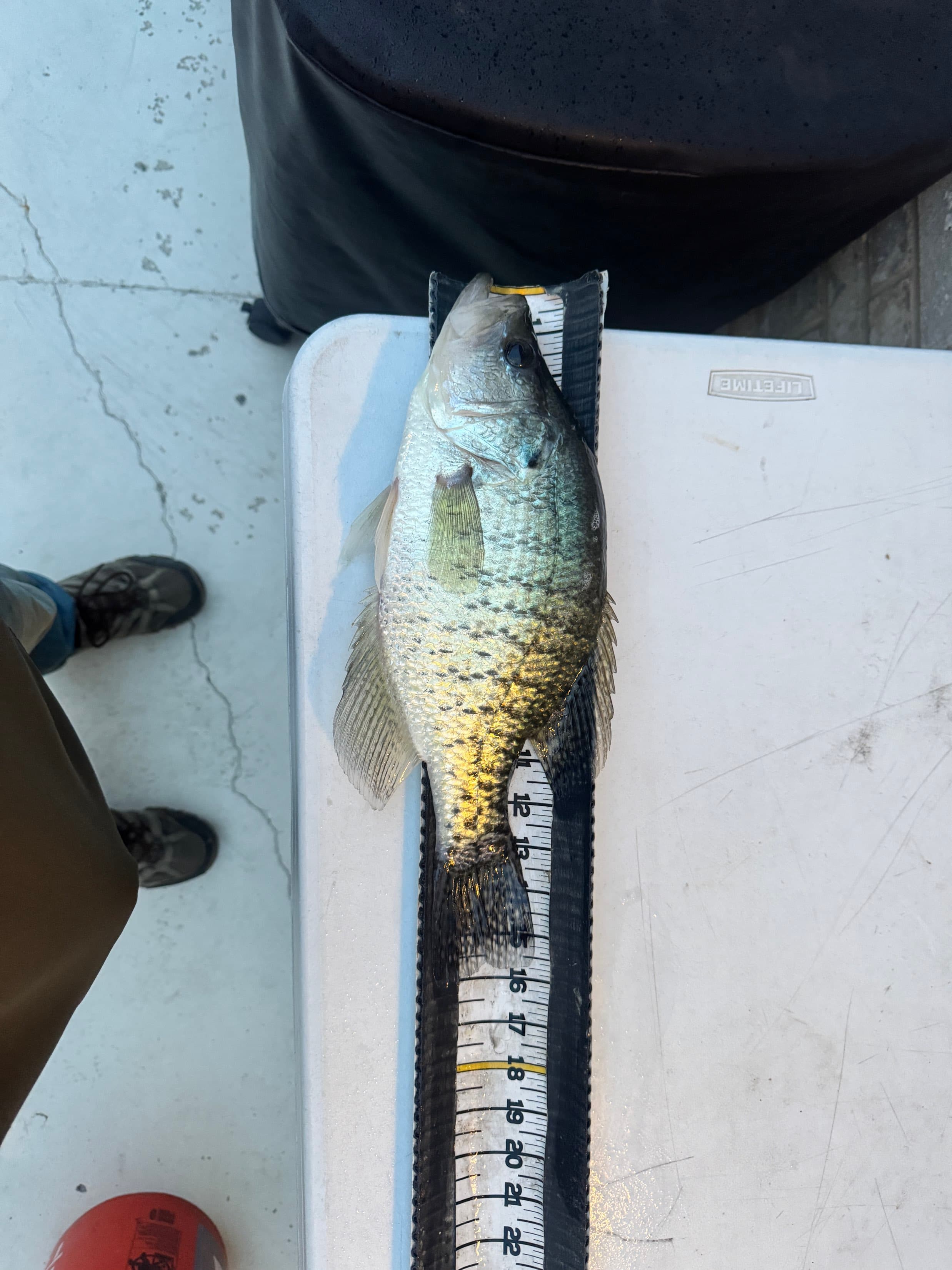 Black Crappie catch, 18.1 inches