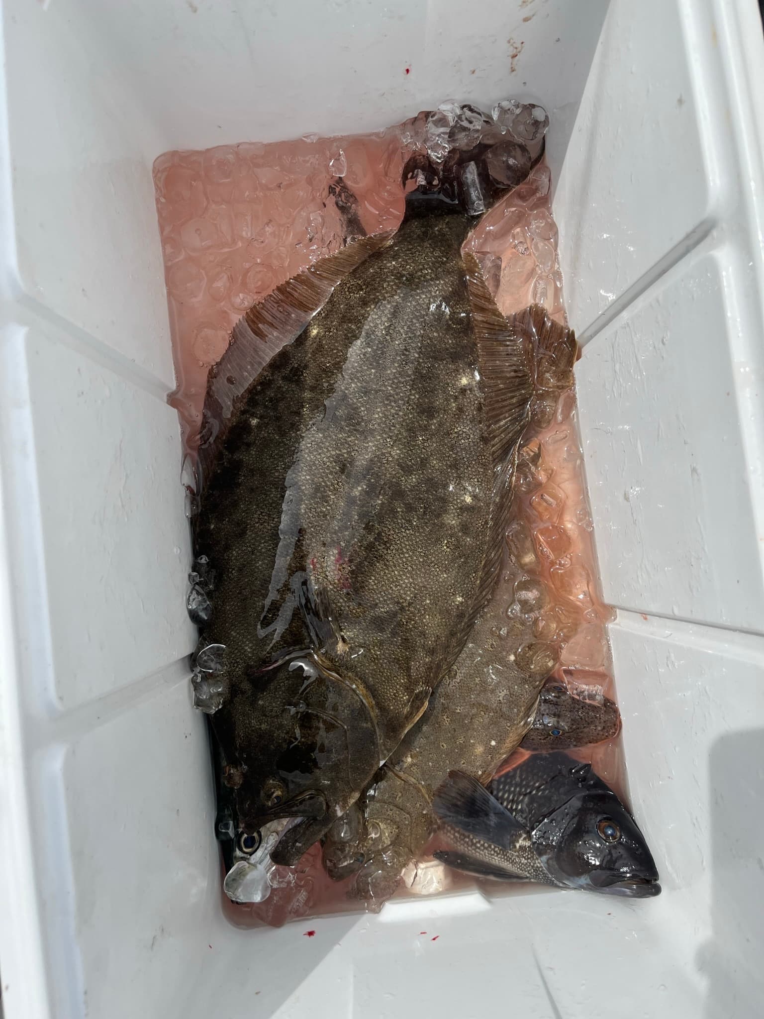 Summer Flounder catch, 18.5 inches