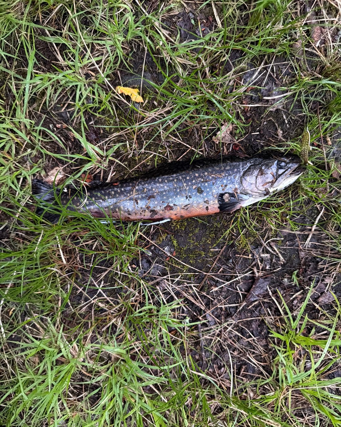 Brook Trout catch, 10.3 inches