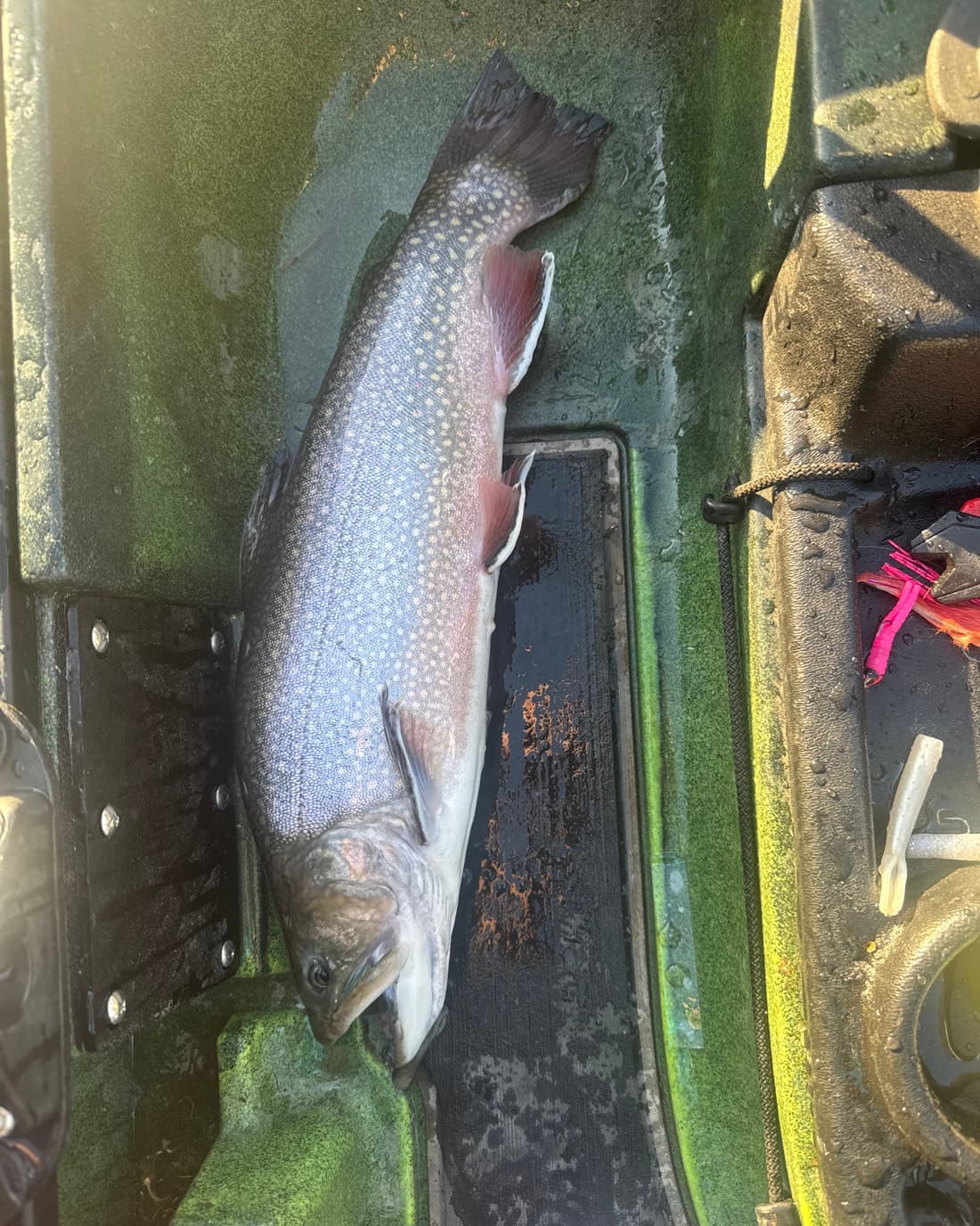 Brook Trout catch, 17.8 inches