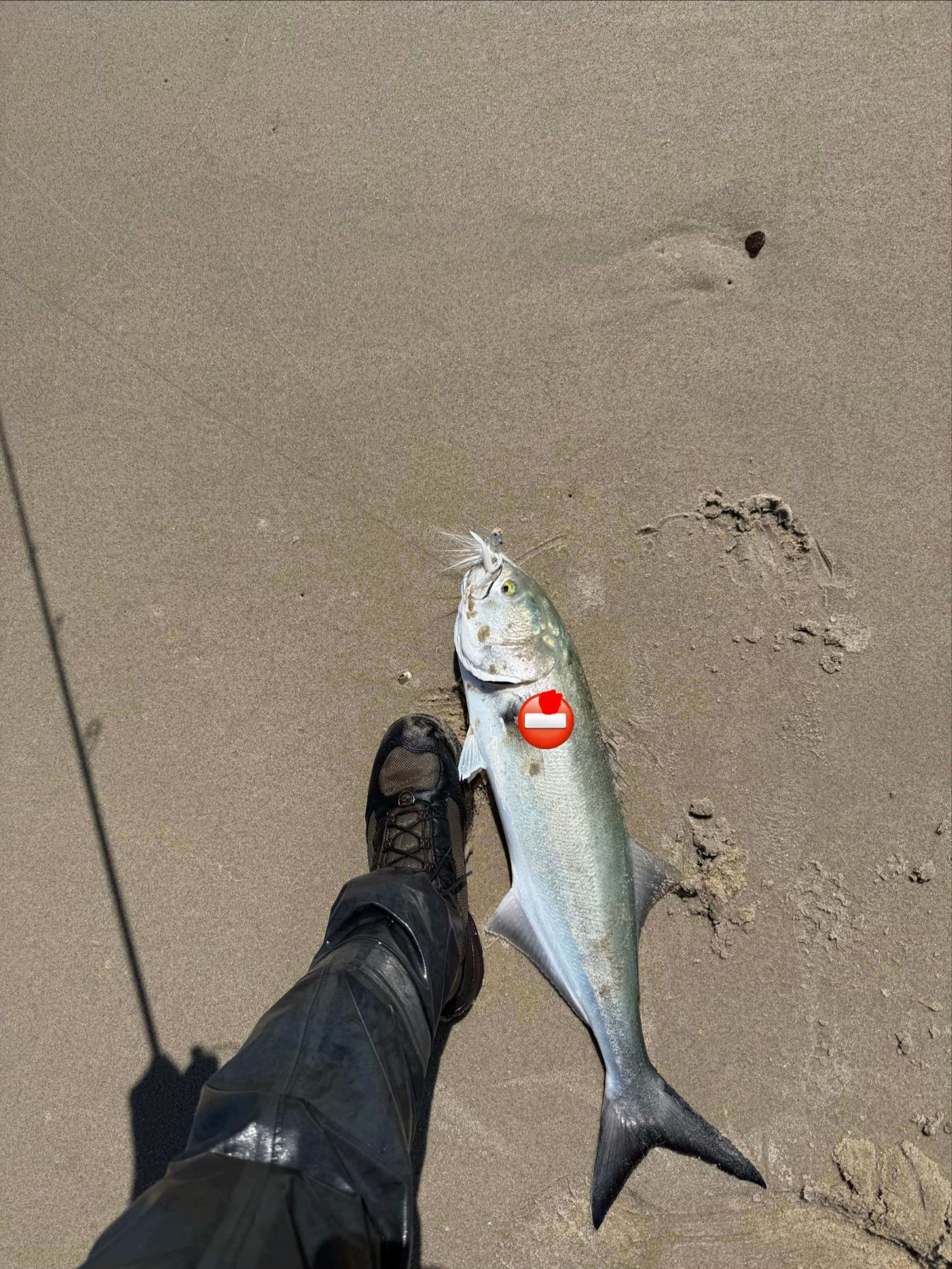 Bluefish catch, 22.4 inches