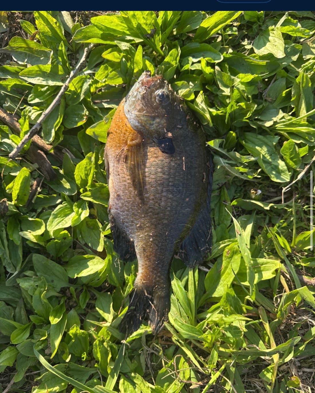 Bluegill catch, 9 inches