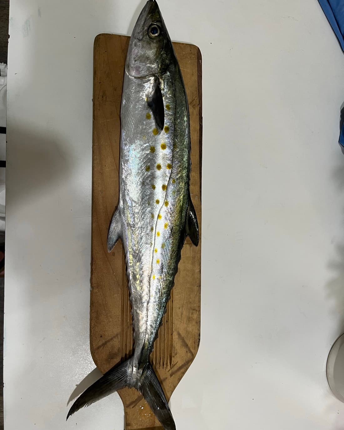 Spanish Mackerel catch, 18.5 inches