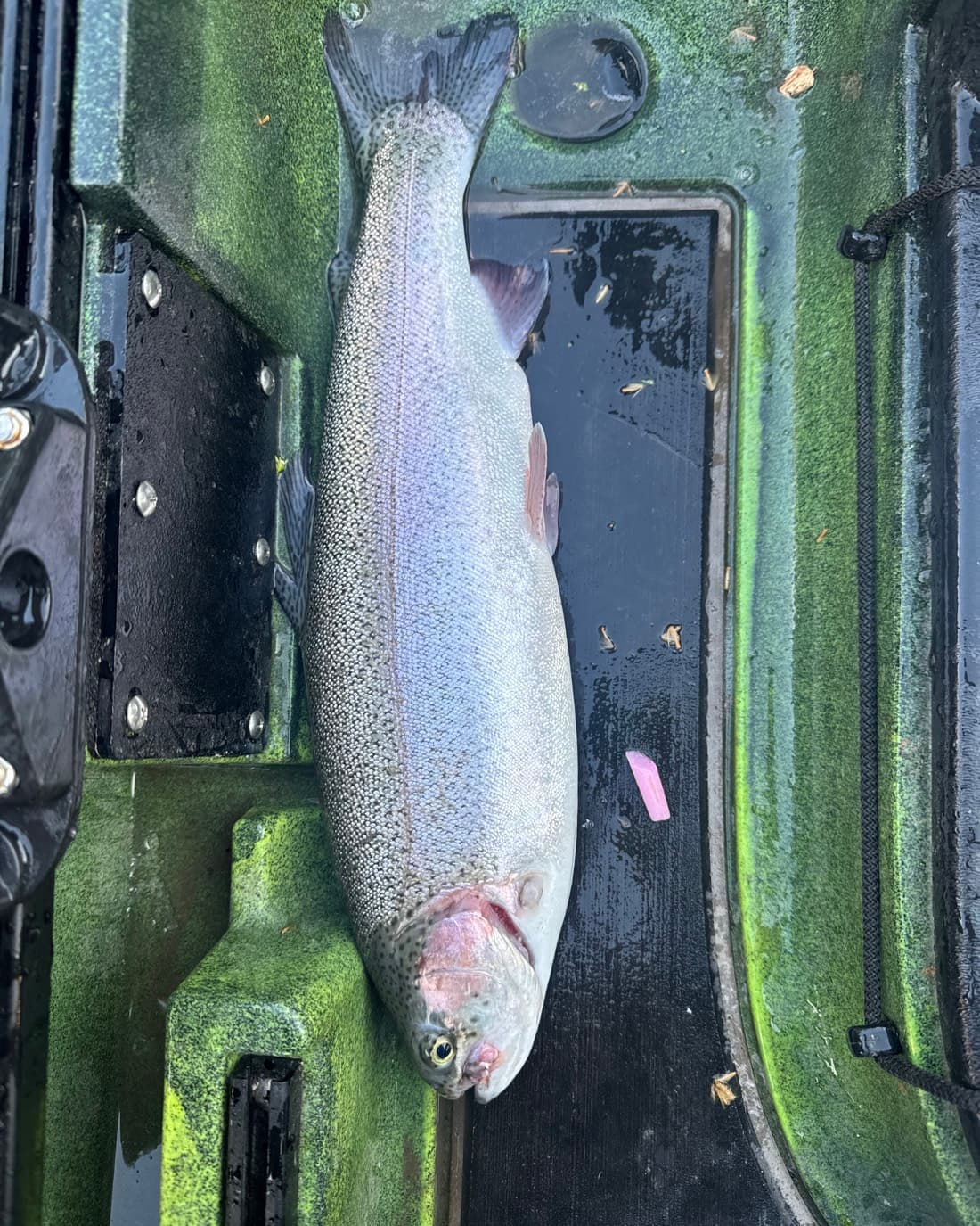 Rainbow Trout catch, 17.1 inches