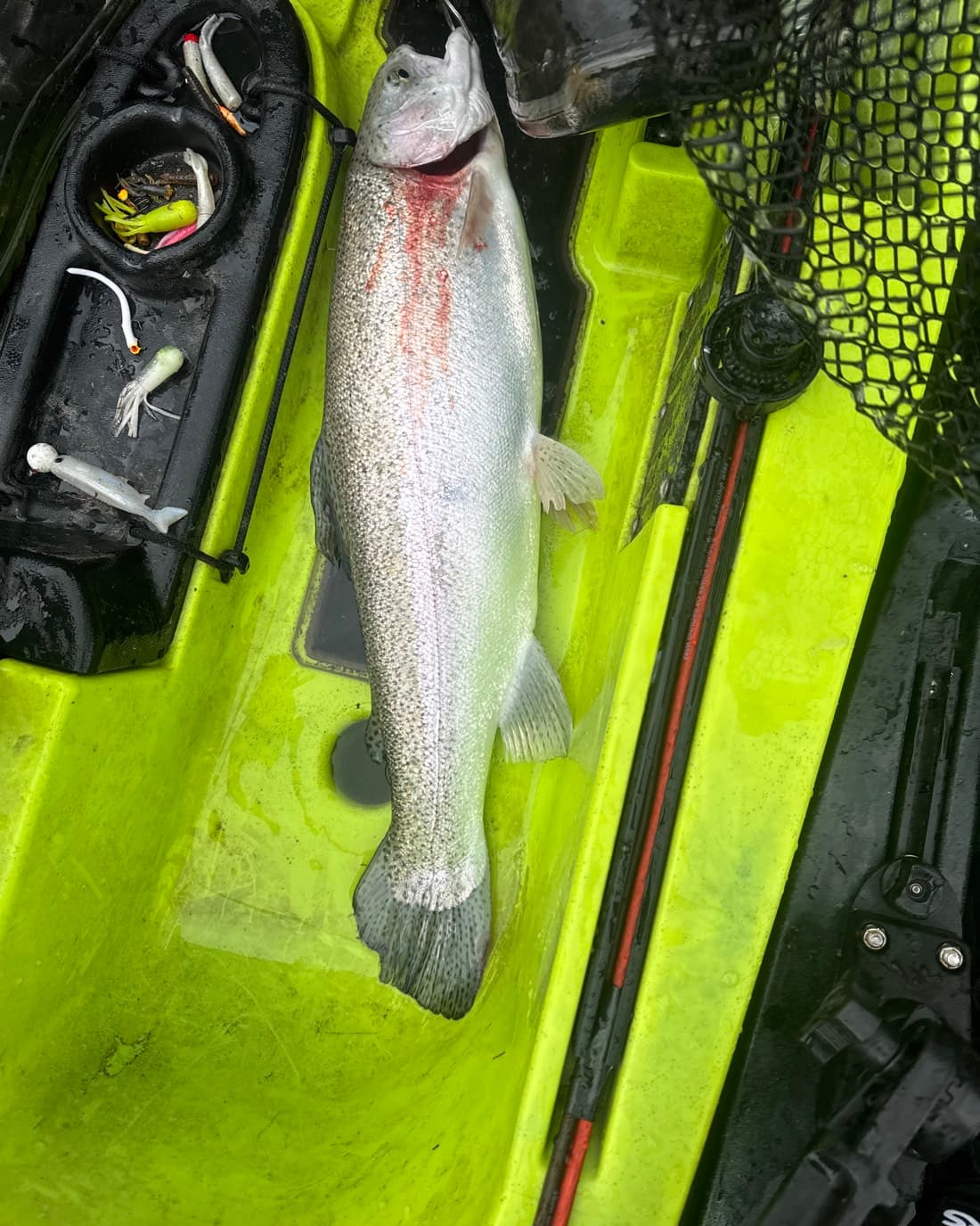 Rainbow Trout catch, 23.7 inches