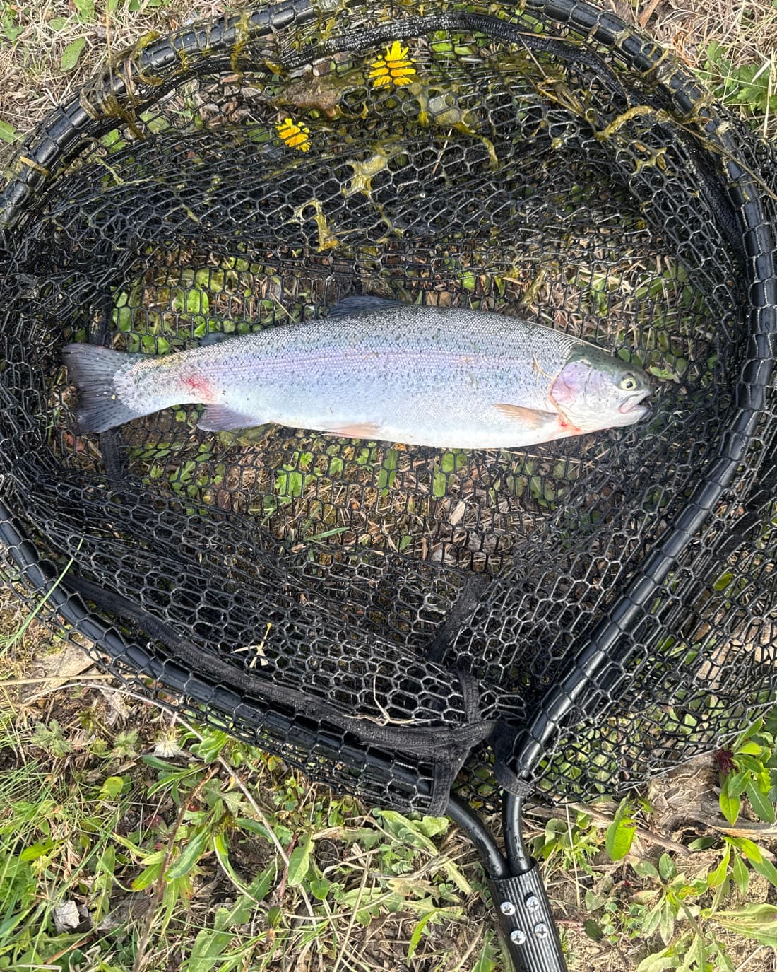 Rainbow Trout catch, 14.1 inches