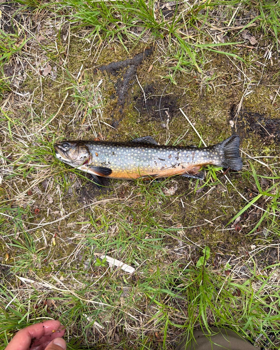 Brook Trout catch, 10 inches