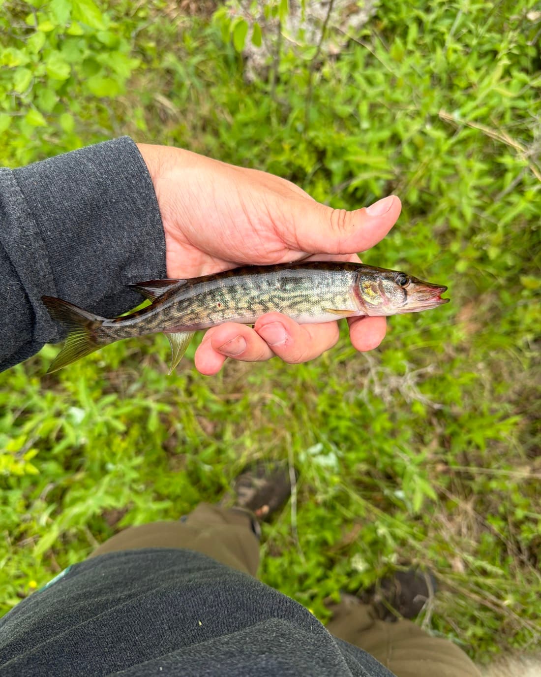Chain Pickerel catch, 5.8 inches