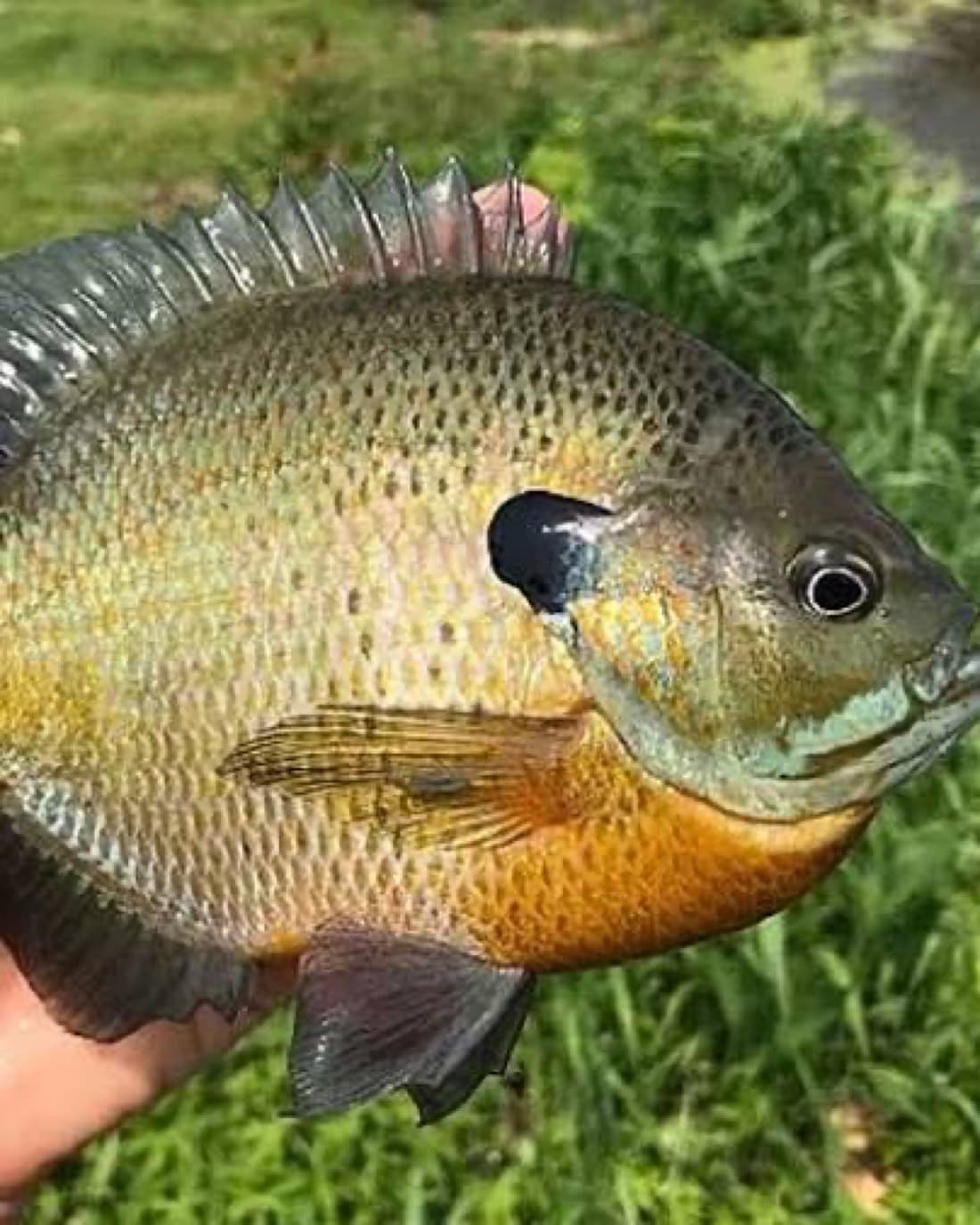 Bluegill catch, 8.5 inches