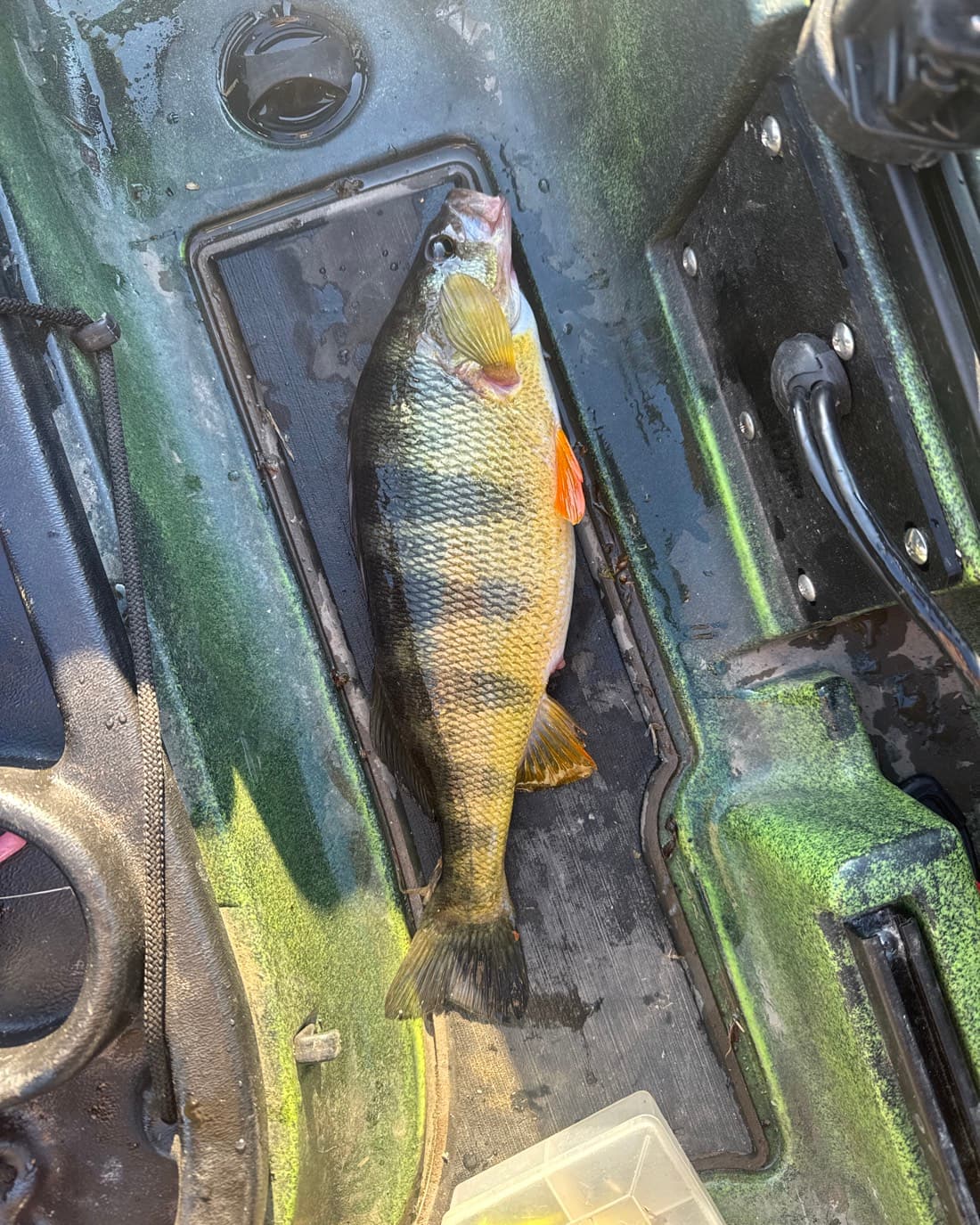 Yellow Perch catch, 13.5 inches