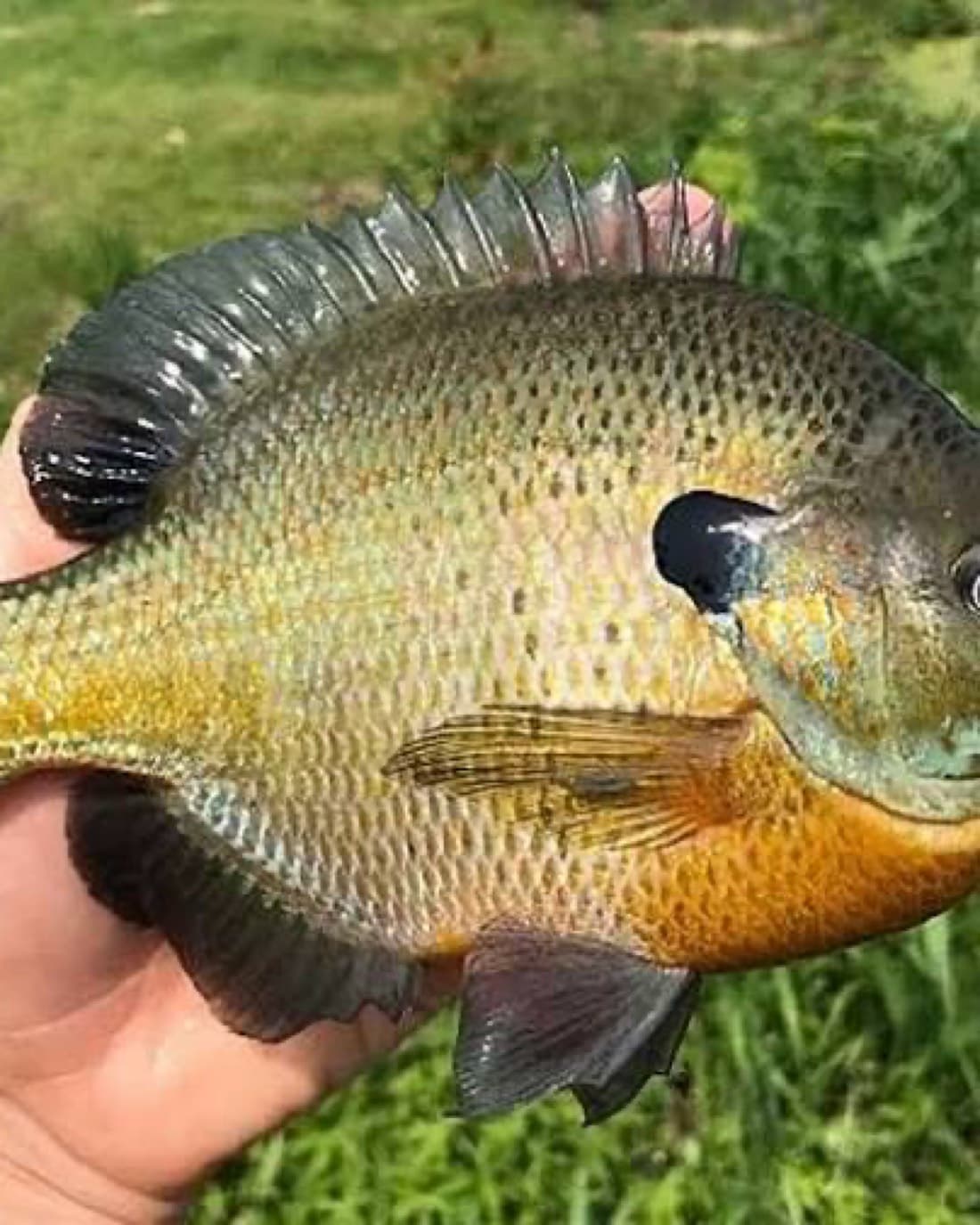 Bluegill catch, 8.5 inches
