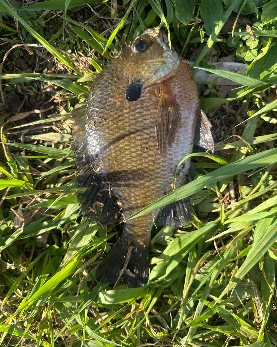 Bluegill catch, 8.8 inches