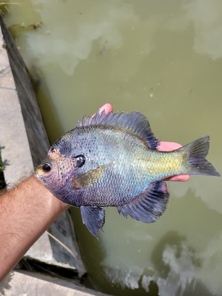 Bluegill