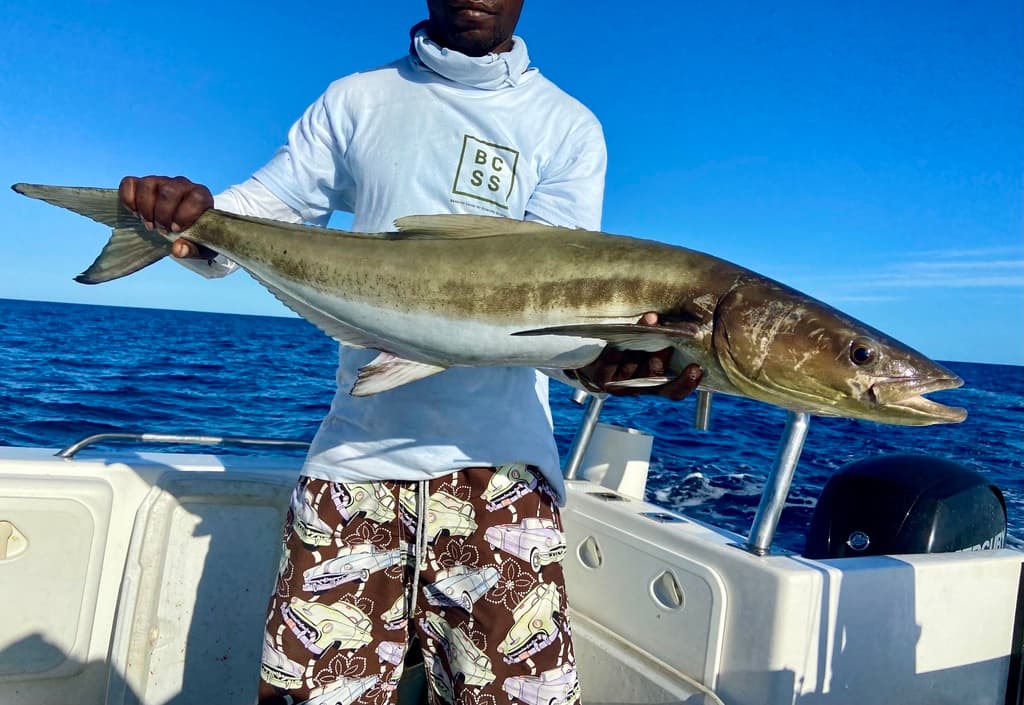 Cobia