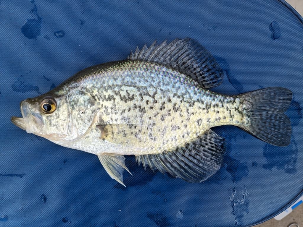 Crappie