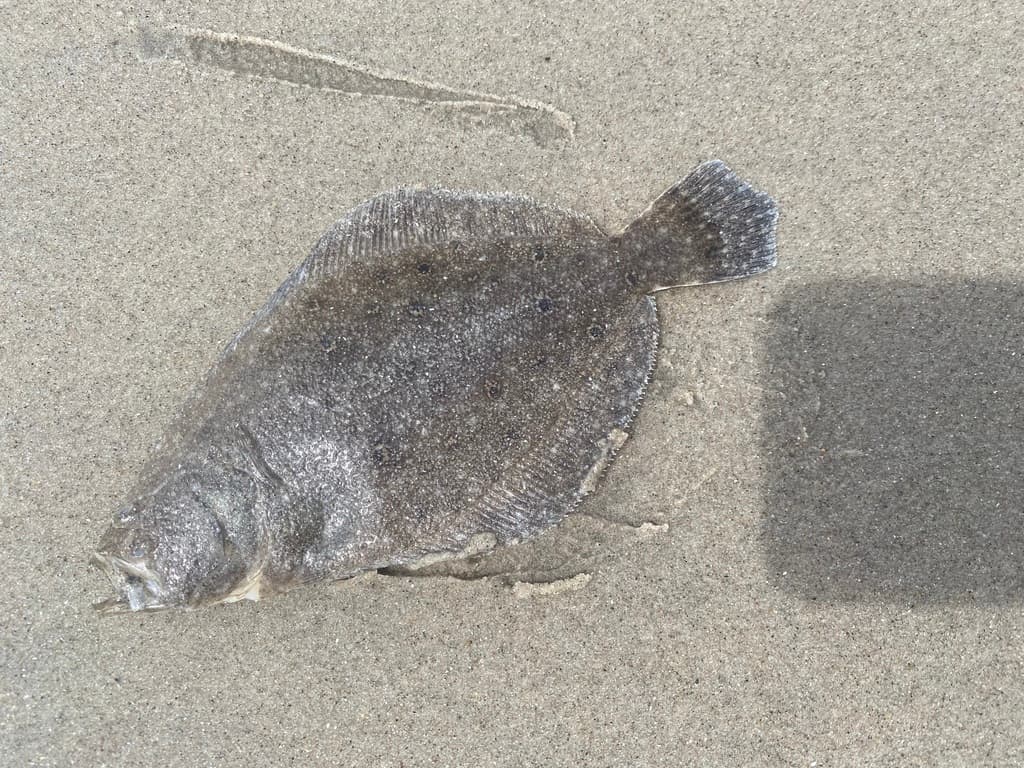Flounder