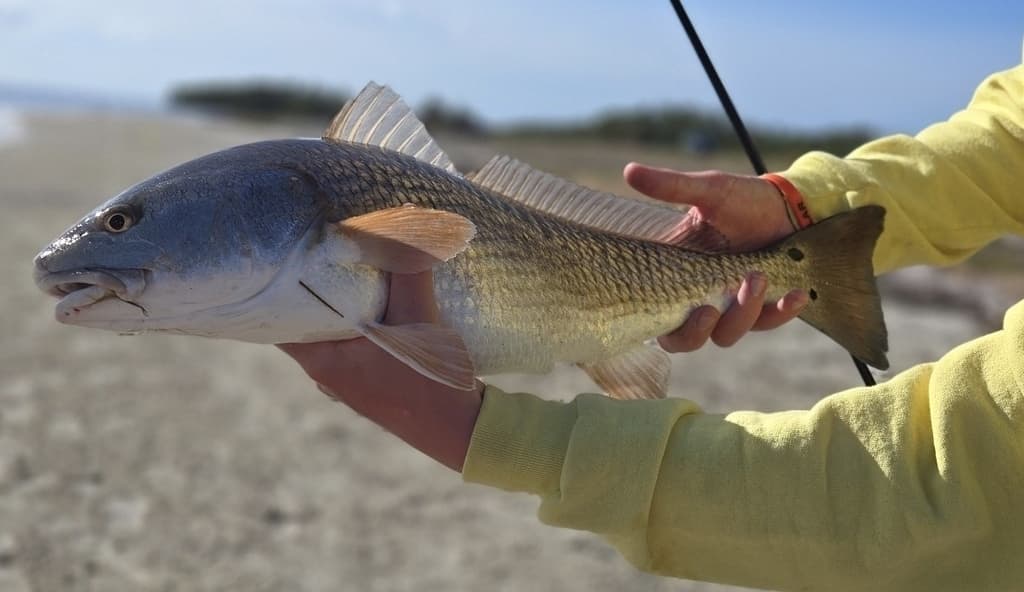 Redfish (Red Drum)