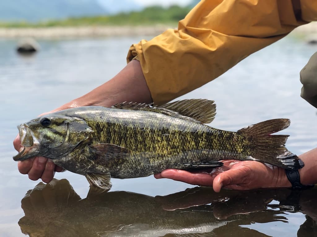 Smallmouth Bass