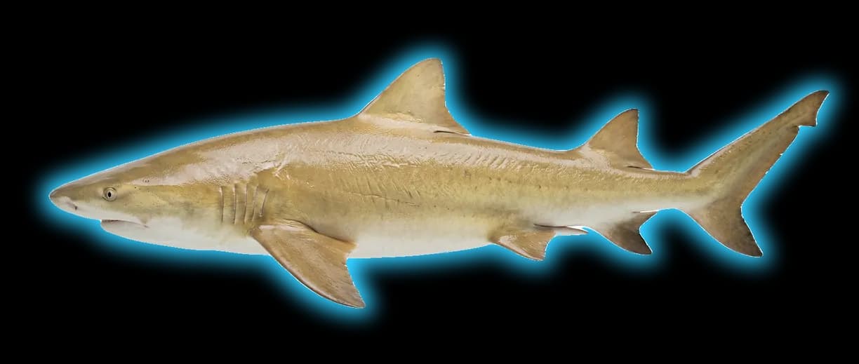 Lemon Shark fish identification