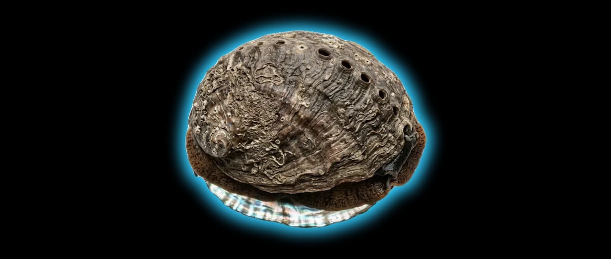 Abalone